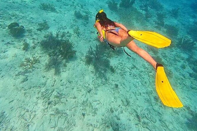 Swim & Reef Snorkeling Bonaire - First Reef Stop: Coral, Fish, and Easy Viewing