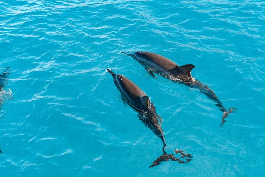 Swim with Wild Dolphins Oahu Speedboat Snorkeling Adventure! - A fast start from Waianae Harbor