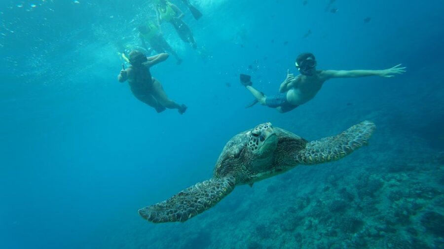 Swim with Wild Dolphins Oahu Speedboat Snorkeling Adventure! - What the dolphin swim is really like
