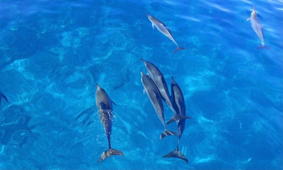 Swim with Wild Dolphins Oahu Speedboat Snorkeling Adventure! - Makaha Reef brings turtles and fish