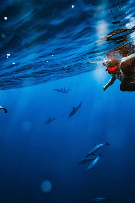 Swim with Wild Dolphins Oahu Speedboat Snorkeling Adventure! - Who should book this west-coast adventure?
