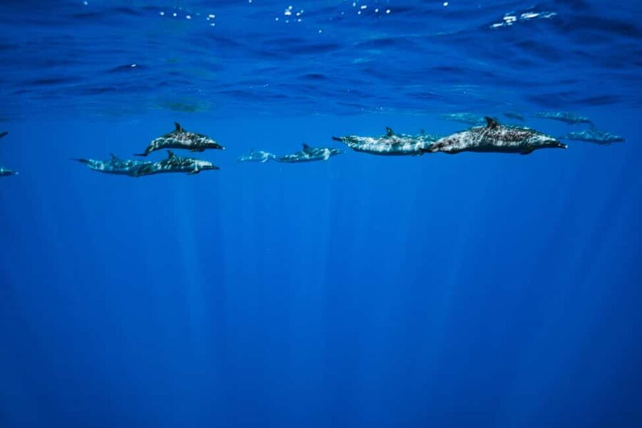 Swim with Wild Dolphins Oahu Speedboat Snorkeling Adventure! - Optional photos and wetsuits