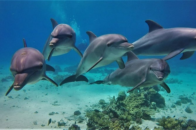 Swimming with Dolphin VIP Snorkeling Sea Trip With Lunch and Transfer - Hurghada - What the Hurghada Dolphin House day is really about