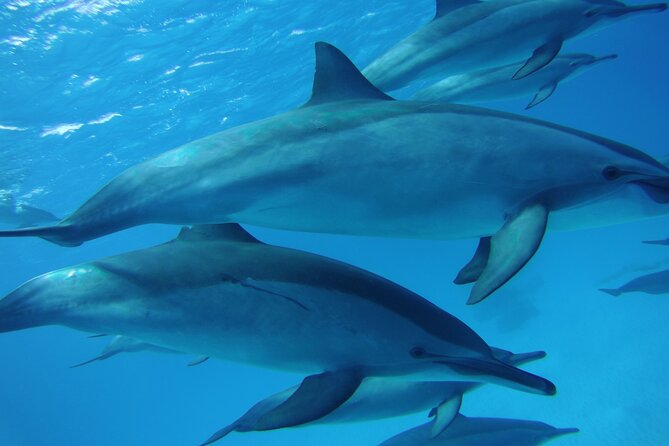 Swimming with Dolphin VIP Snorkeling Sea Trip With Lunch and Transfer - Hurghada - Cruising out to Dolphin House