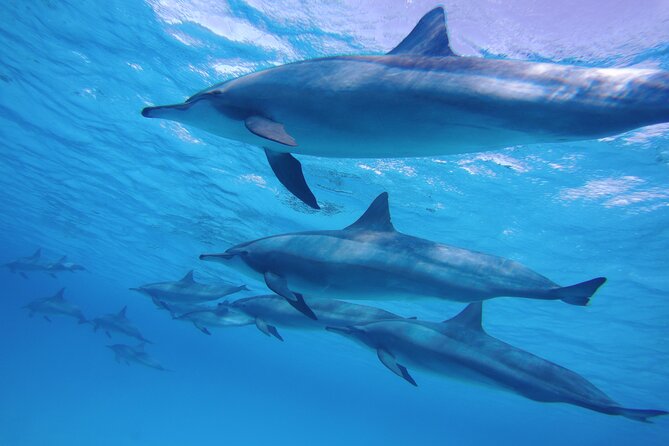 Swimming with Dolphin VIP Snorkeling Sea Trip With Lunch and Transfer - Hurghada - The dolphin encounter comes with an ethical question