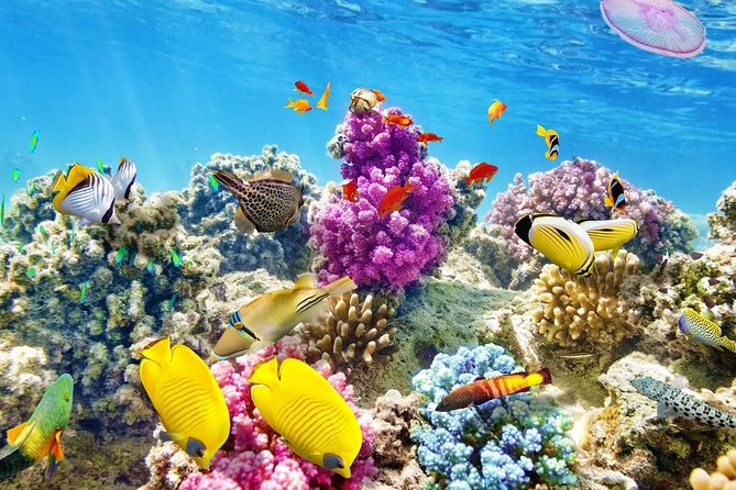 Swimming with Dolphin VIP Snorkeling Sea Trip With Lunch and Transfer - Hurghada - Hotel pickup and getting to the Red Sea