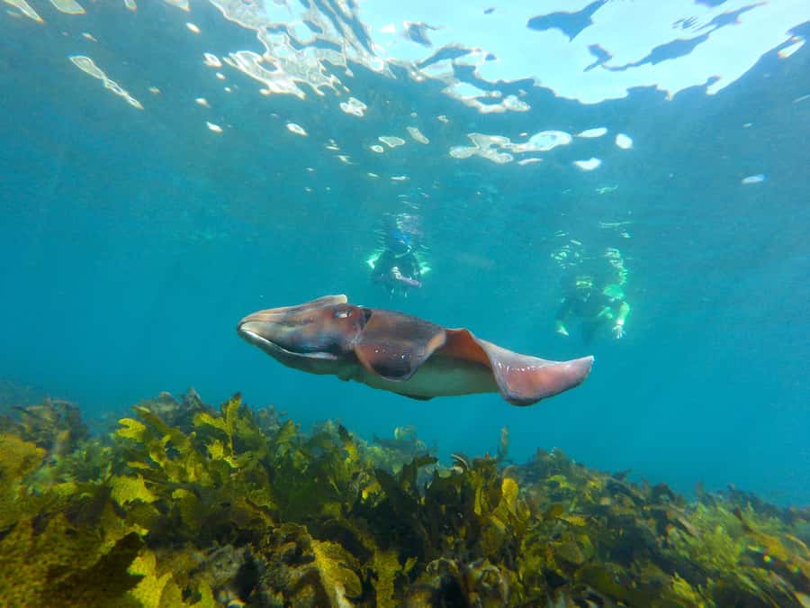 Sydney: Manly and Shelly Beach Snorkeling Tour - Why Shelly Beach is a smart snorkeling choice