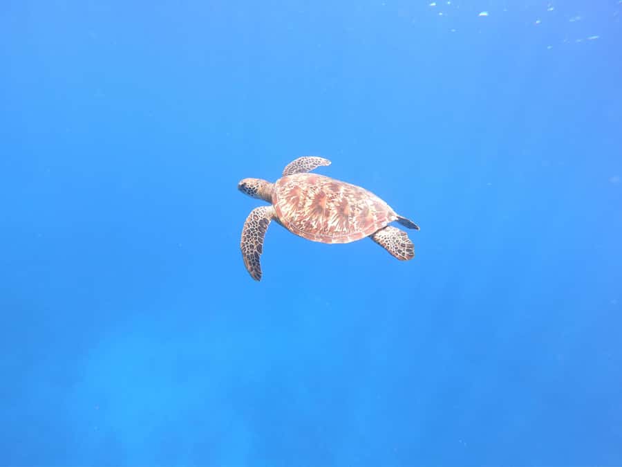 Tahiti island: 4 hours Snorkeling Tour - A four-hour look at Tahiti from the water