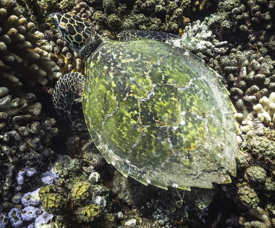Tahiti island: 4 hours Snorkeling Tour - Freshwater springs, coral gardens, and possible turtles