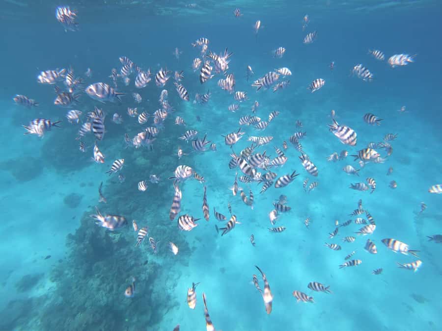 Tahiti island: 4 hours Snorkeling Tour - The guide support is valuable for nervous swimmers