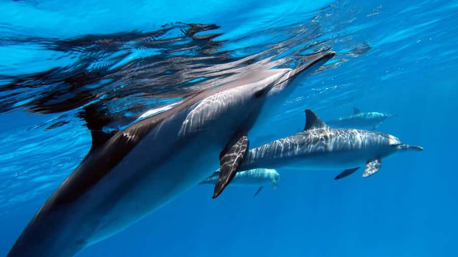 Tahiti island: 4 hours Snorkeling Tour - Dolphin watching on the opening boat ride