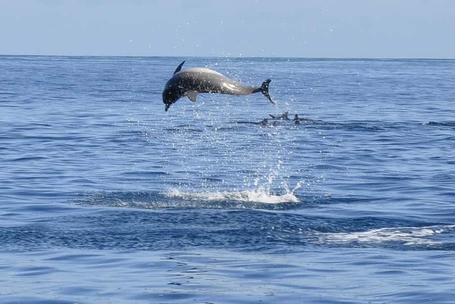 Tamarin: Dolphin Snorkel, CrystalRock, ile o Benitiers Lunch - Key points to know before booking