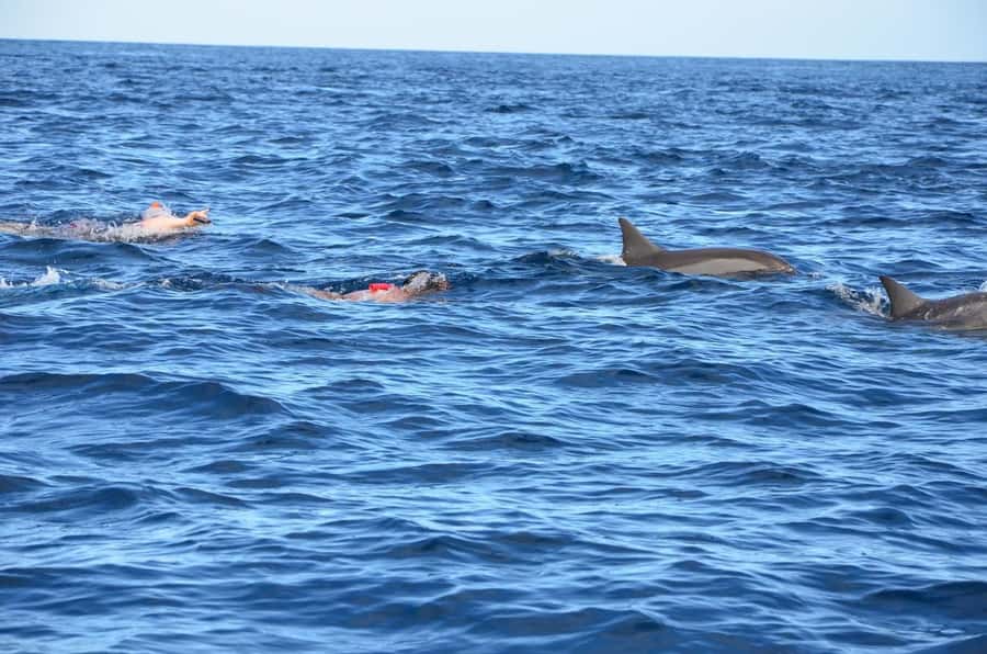 Tamarin: Dolphin Snorkel, CrystalRock, ile o Benitiers Lunch - Tamarin Bay is the real reason to go