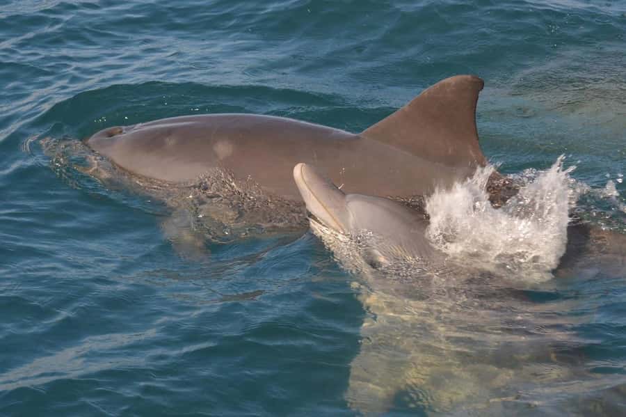 Tamarin: Dolphin Snorkel, CrystalRock, ile o Benitiers Lunch - Who will enjoy this trip most?