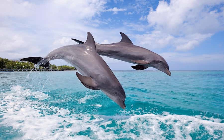 Tamarin: Dolphin Snorkel, CrystalRock, ile o Benitiers Lunch - What to bring and how to prepare