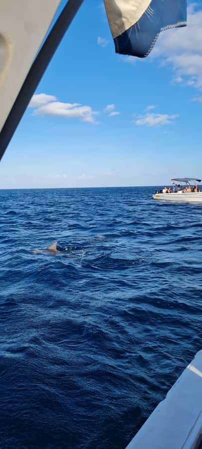 Tamarin: Dolphin Snorkel, CrystalRock, ile o Benitiers Lunch - Should you book the Tamarin dolphin and Crystal Rock trip?