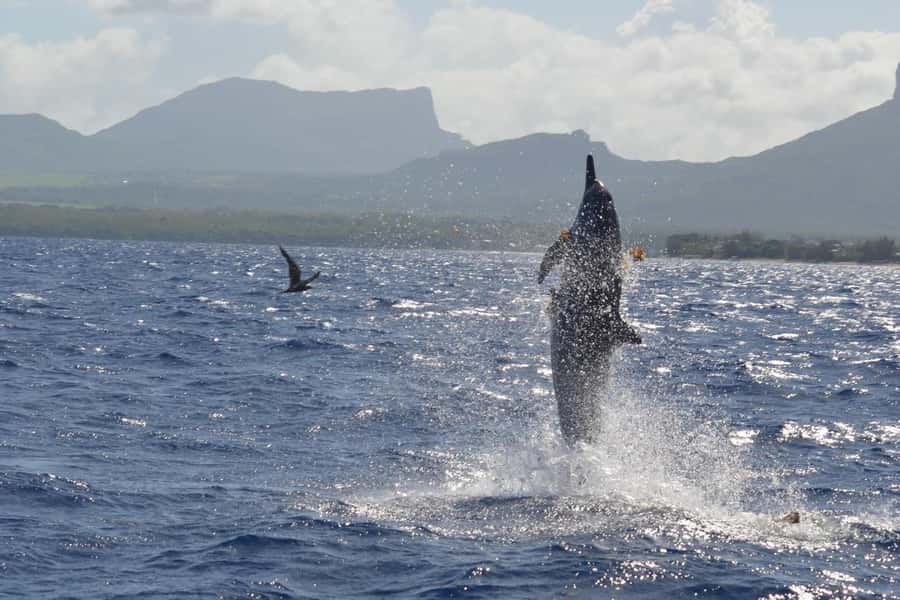 Tamarin: Dolphin Snorkel, CrystalRock, ile o Benitiers Lunch - What swimming with dolphins is really like