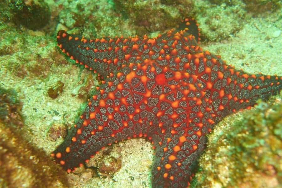 Tamarindo: Guided Snorkeling Tour with Marine Life Spotting - Key points at a glance