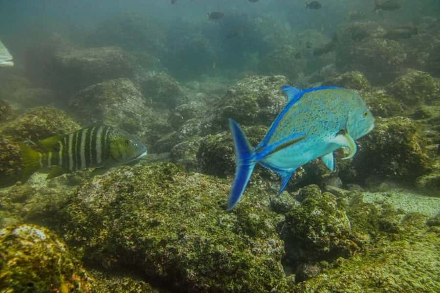 Tamarindo: Guided Snorkeling Tour with Marine Life Spotting - An early start from Tamarindo