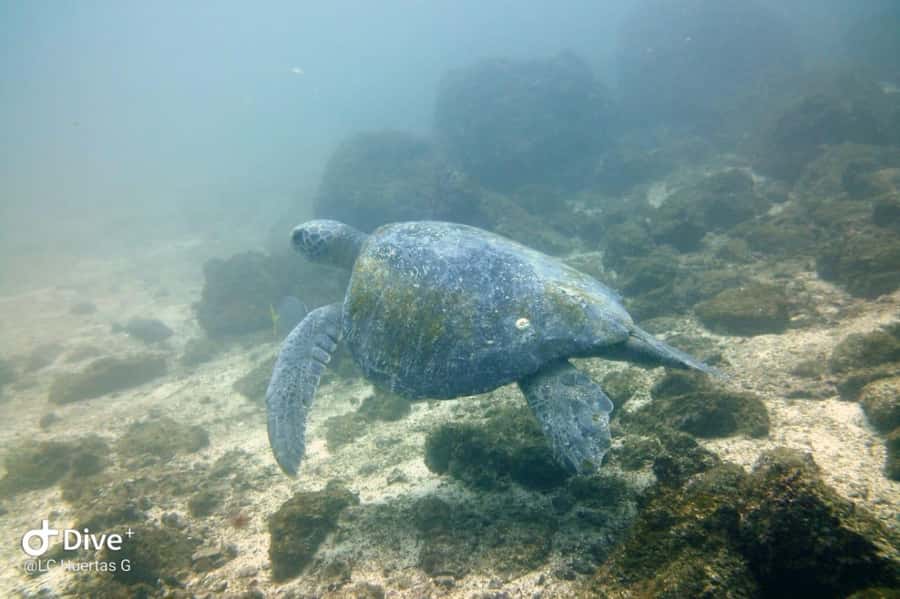 Tamarindo: Guided Snorkeling Tour with Marine Life Spotting - The second 50-minute swim