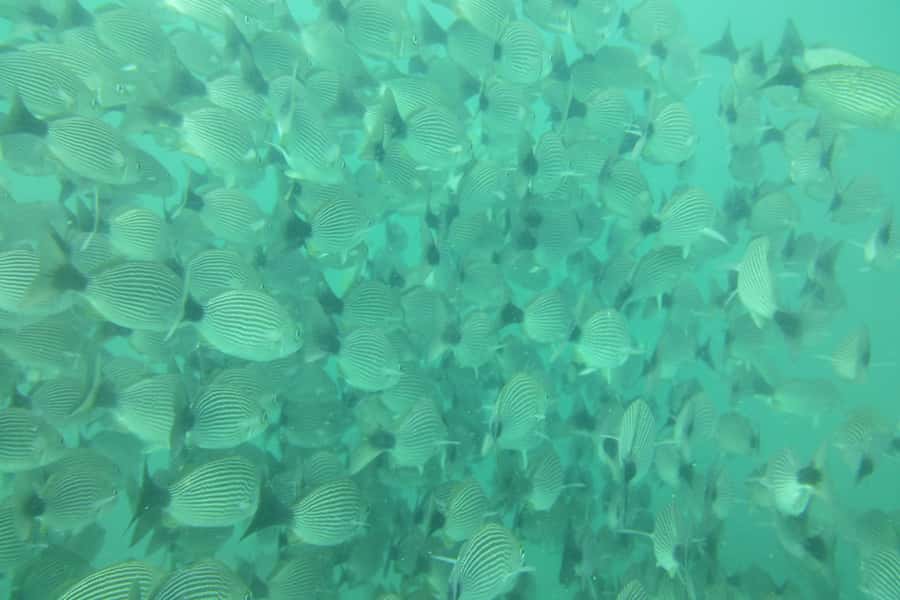 Tamarindo: Guided Snorkeling Tour with Marine Life Spotting - What the guides add to the experience