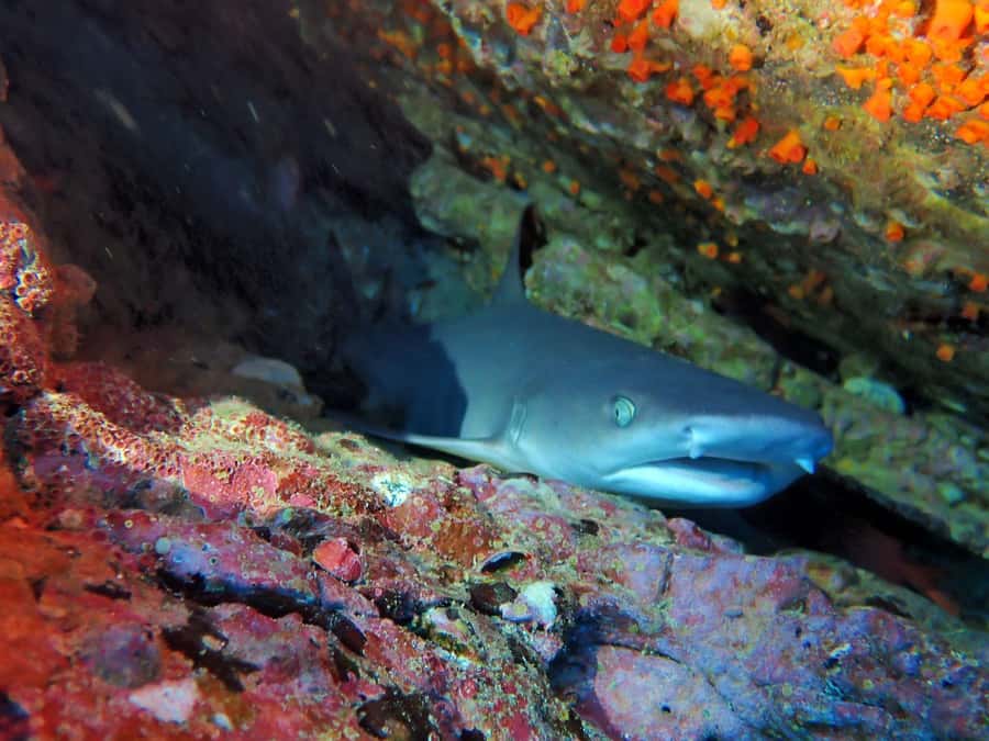 Tamarindo: Guided Snorkeling Tour with Marine Life Spotting - Who should book this morning?