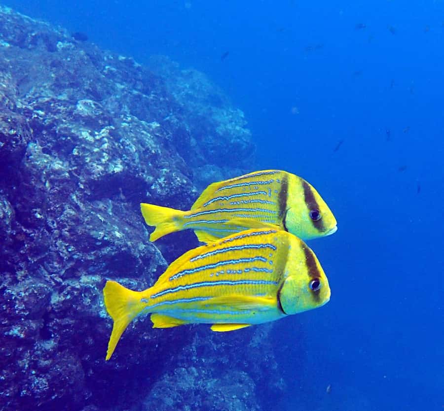 Tamarindo: Guided Snorkeling Tour with Marine Life Spotting - Timing, weather, and practical planning