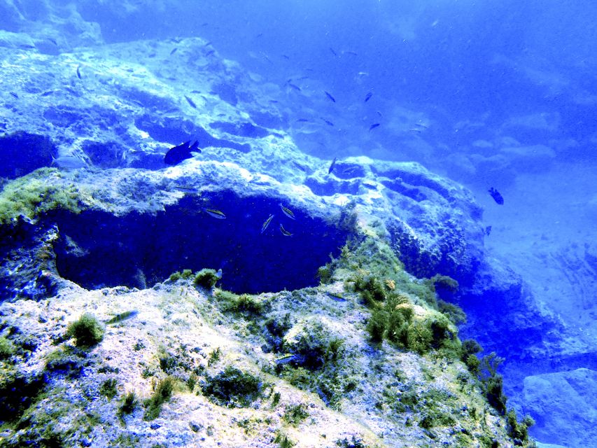 Tenerife Exclusive Snorkeling Trip with Marine Biologist - What the three-hour Tenerife outing is really like