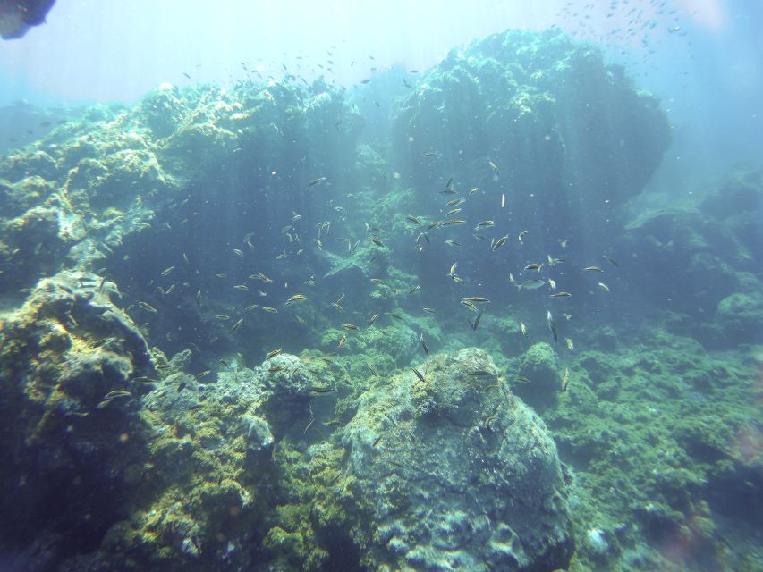 Tenerife Exclusive Snorkeling Trip with Marine Biologist - Choosing between a shore site and a boat trip