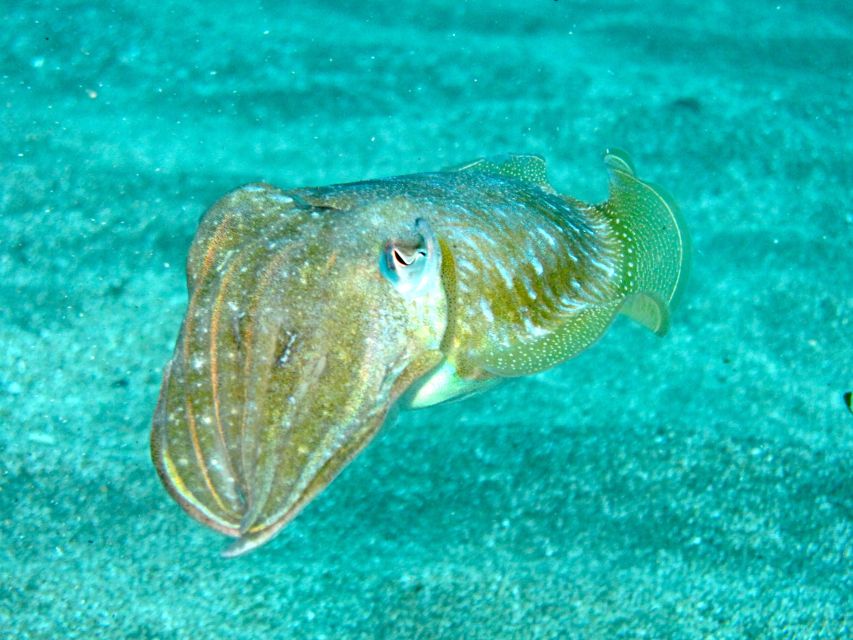 Tenerife Exclusive Snorkeling Trip with Marine Biologist - Equipment, comfort, and the small details that matter