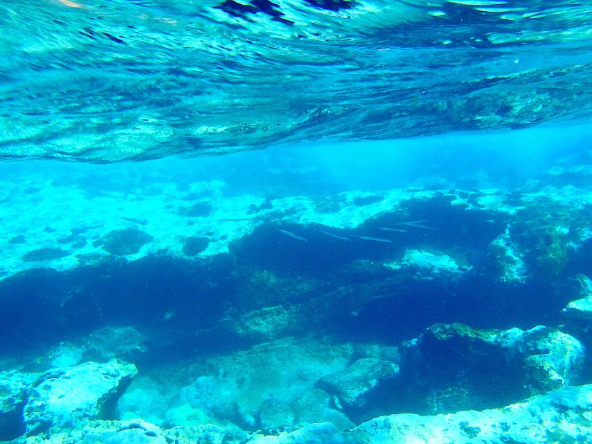 Tenerife Exclusive Snorkeling Trip with Marine Biologist - Meeting the marine biologist before entering the water