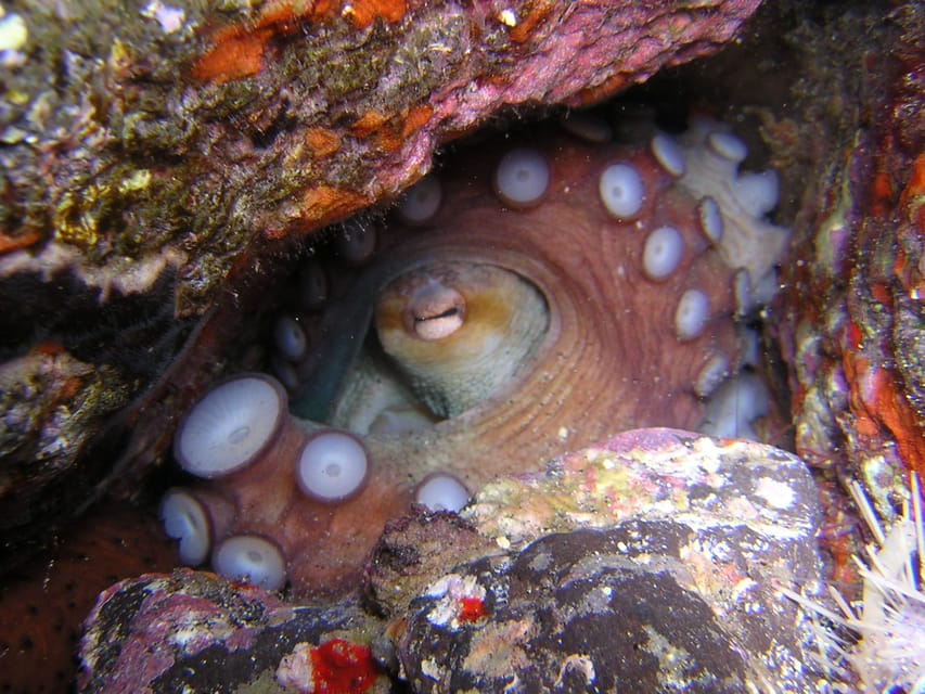 Tenerife: Half-Day Snorkeling Tour - FAQ