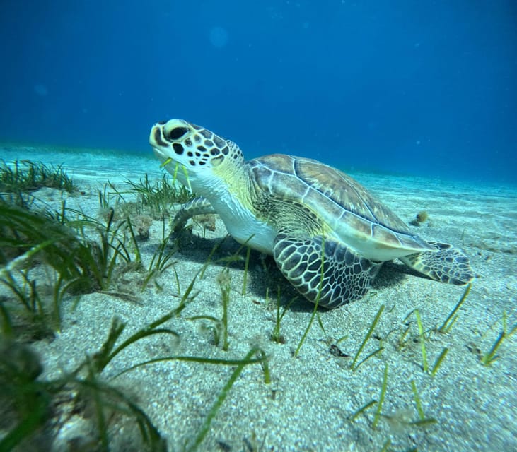 Tenerife: Half-Day Snorkeling Tour - Why Abades Bay works well for a first snorkeling trip