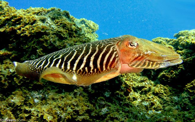 Tenerife: Half-Day Snorkeling Tour - How this compares with snorkeling alone