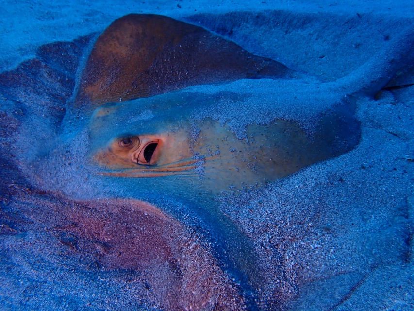 Tenerife: Half-Day Snorkeling Tour - Who will enjoy this most