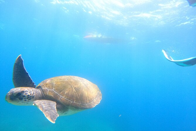Tenerife: Kayak and snorkel with marine life safari - Safety, weather, and physical effort