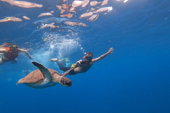 Tenerife: Kayak and snorkel with marine life safari - How the $42.34 price holds up