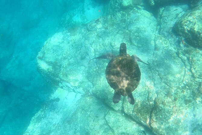 Tenerife: Kayak and snorkel with marine life safari - Looking for dolphins and turtles without chasing them