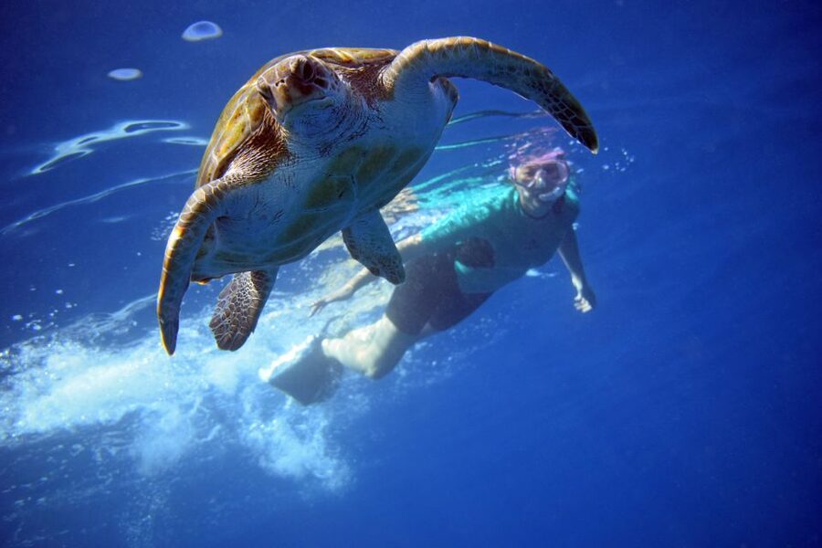 Tenerife: Kayak and Snorkel with Turtles, Wetsuits Included - Key points before you paddle out