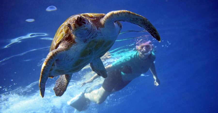 Tenerife: Kayak and Snorkel with Turtles, Wetsuits Included - Starting at Cristianmar in Los Cristianos