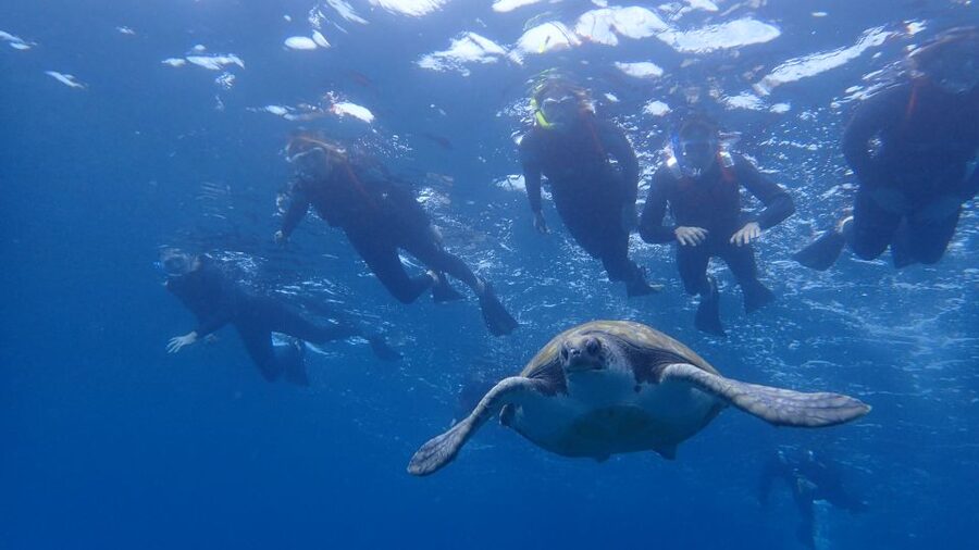 Tenerife: Kayak and Snorkel with Turtles, Wetsuits Included - Looking for dolphins along Tenerife’s coast
