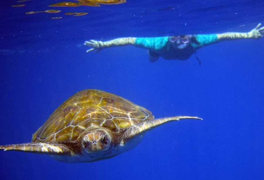 Tenerife: Kayak and Snorkel with Turtles, Wetsuits Included - Is $35 good value for three hours?