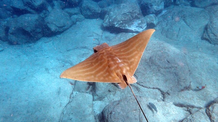 Tenerife: Kayak and Snorkel with Turtles, Wetsuits Included - Who should book this Tenerife kayak trip?