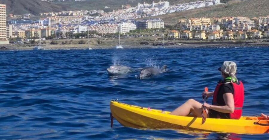 Tenerife: Kayak Safari and Snorkel in a Marine Reserve - Key points before you book