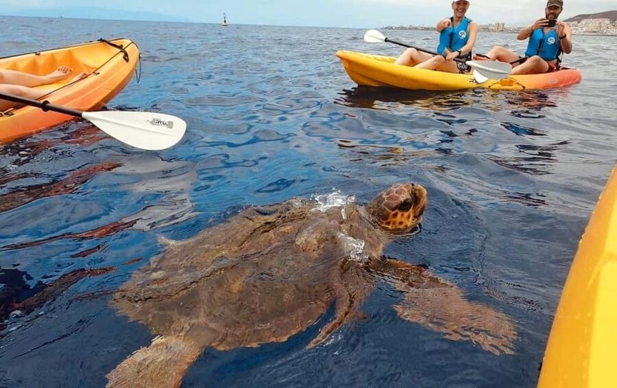 Tenerife: Kayak Safari and Snorkel in a Marine Reserve - From Los Cristianos beach to Guaza’s protected coast