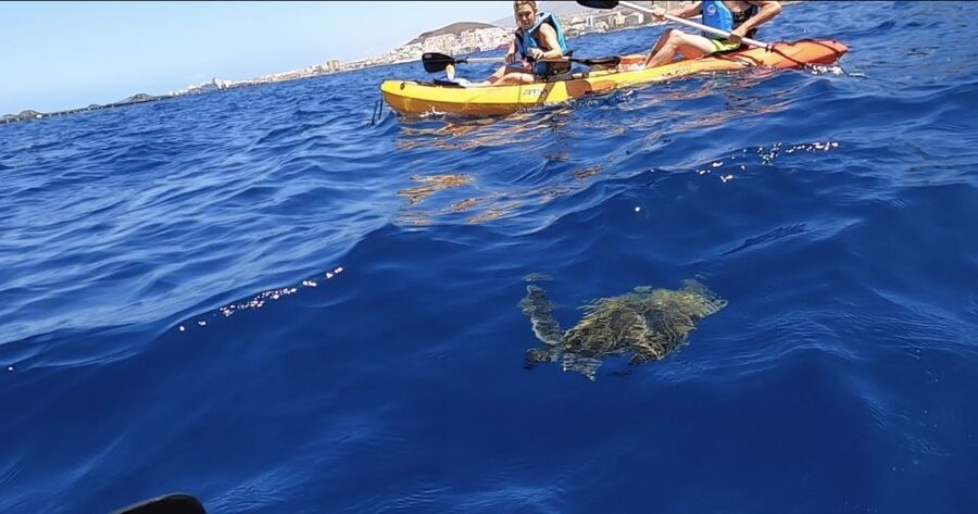 Tenerife: Kayak Safari and Snorkel in a Marine Reserve - The sea cave and Guaza cliffs