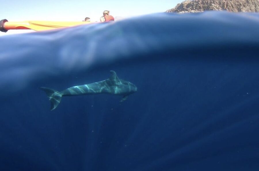 Tenerife: Kayak Safari and Snorkel in a Marine Reserve - Snorkeling when the sea allows