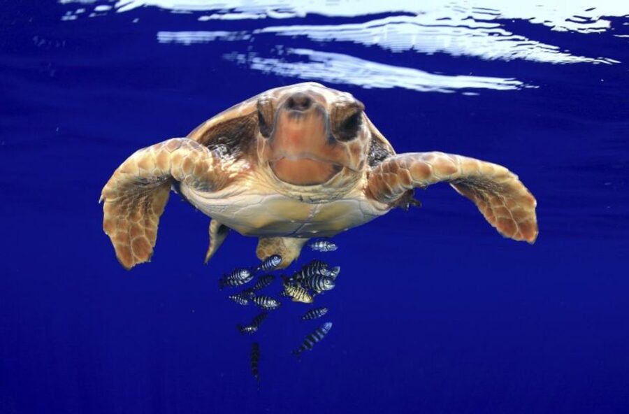 Tenerife: Kayak Safari and Snorkel in a Marine Reserve - The guides and group experience