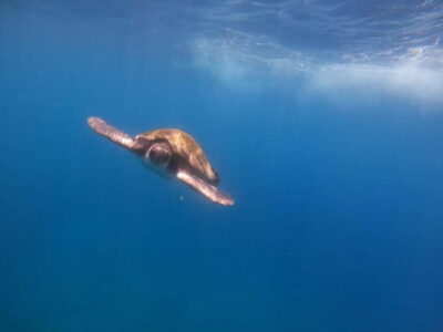 Tenerife: Kayak Sea Safari with Snorkel and Snacks