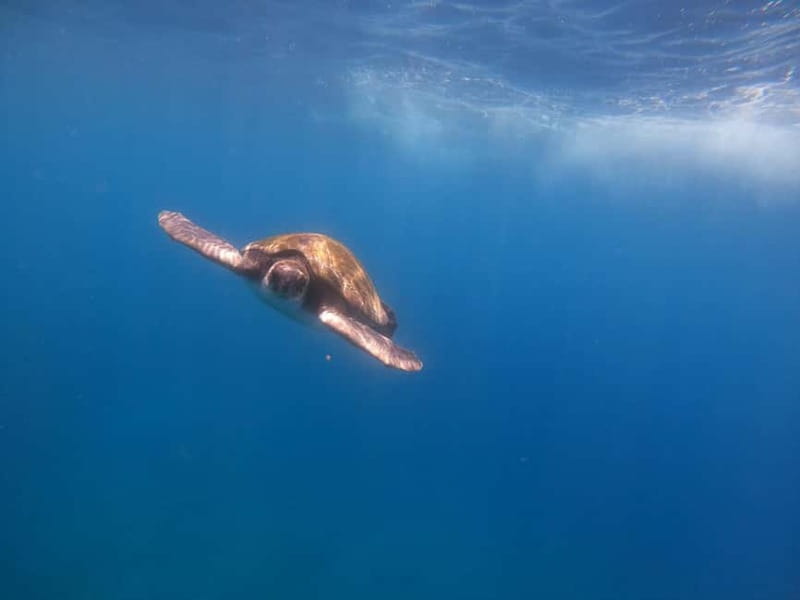 Tenerife: Kayak Sea Safari with Snorkel and Snacks - Looking for Dolphins and Turtles Without Chasing Them